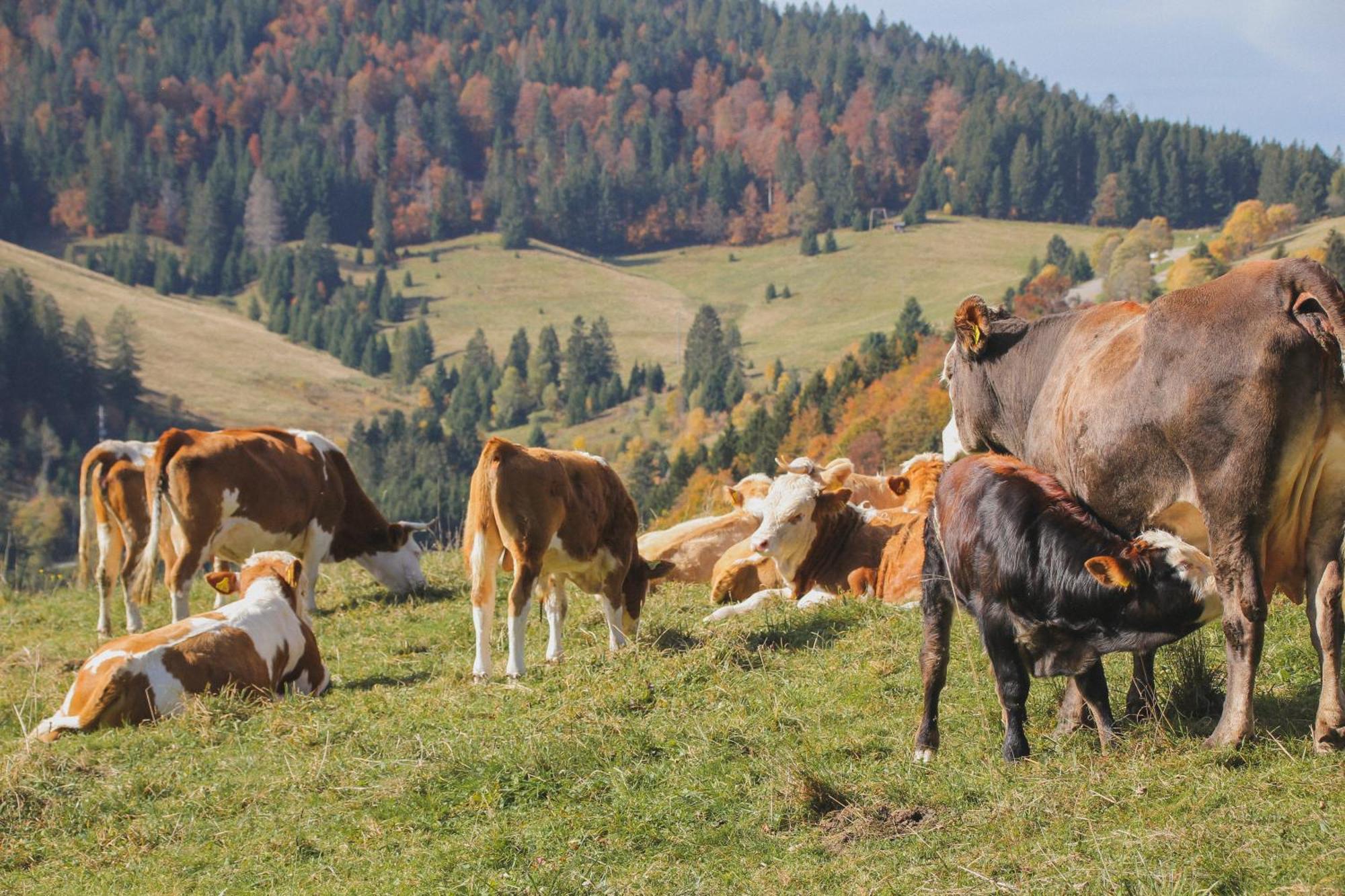 Hotel Schwarzwald-Resort Roessle Todtmoos Eksteriør bilde